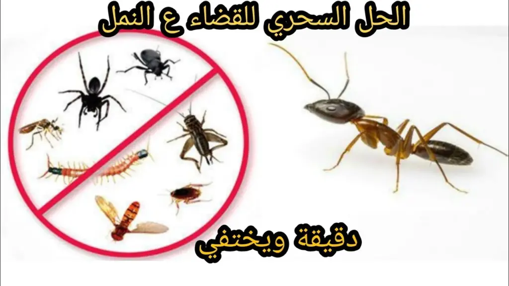 طرق سحرية للتخلص من النمل