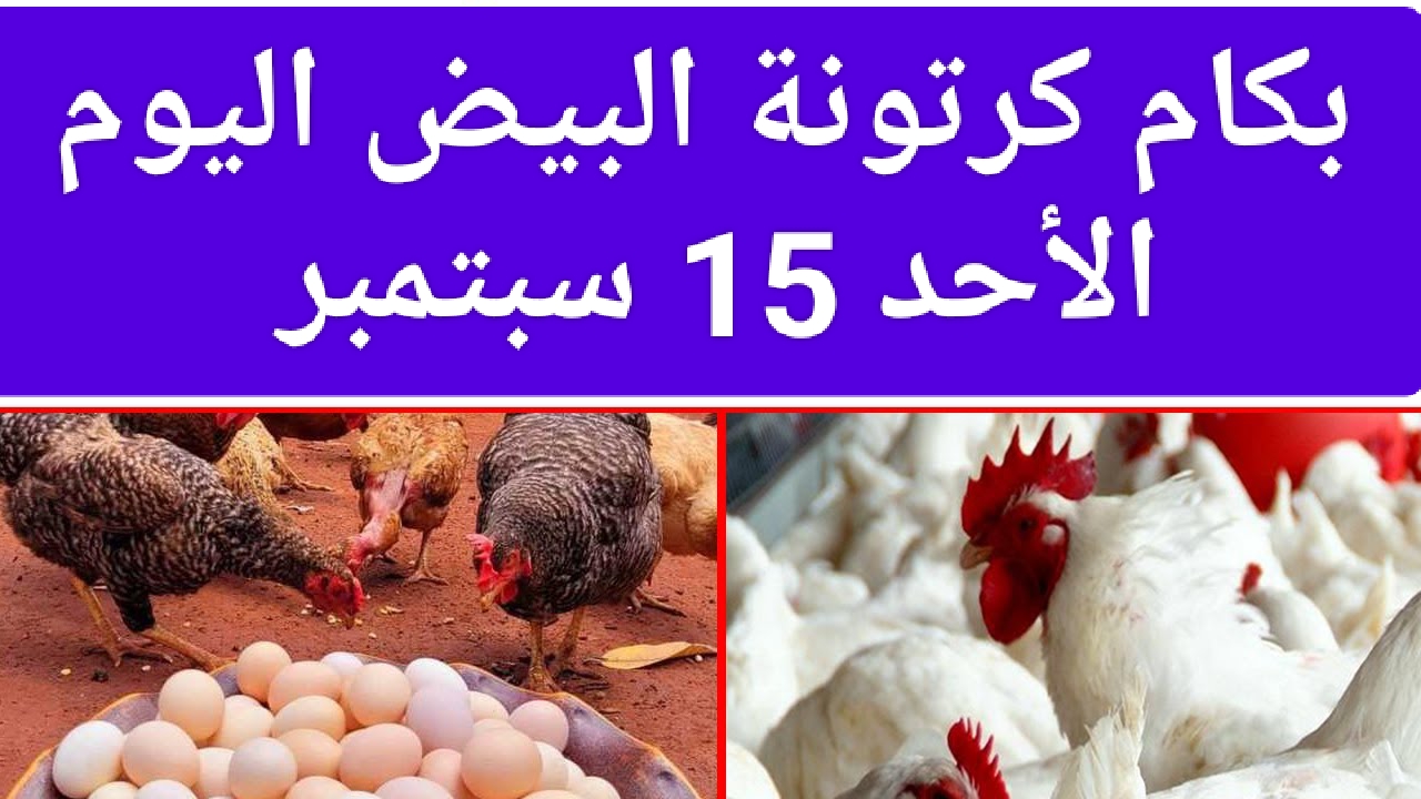 مطبخ المصريين في خطر.. بكام كرتونة البيض اليوم الأحد 15 سبتمبر وأسعار الفراخ