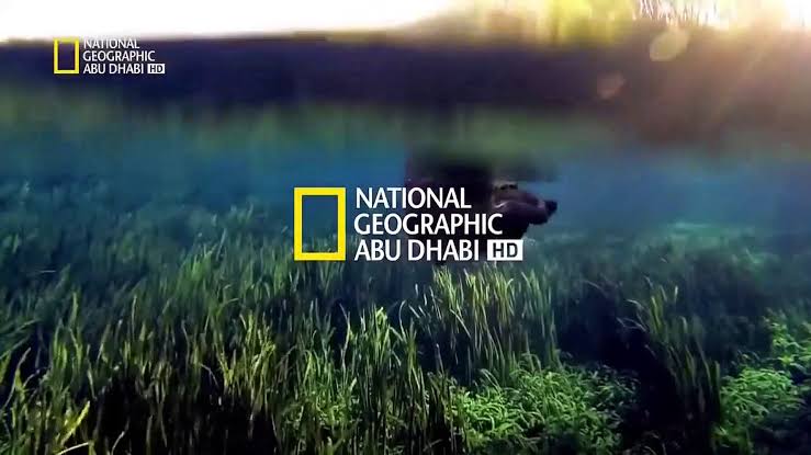 National Geographic Channel تردد قناة ناشيونال جيوغرافيك 2024 علي النايل سات وعرب سات بجود عالي HD