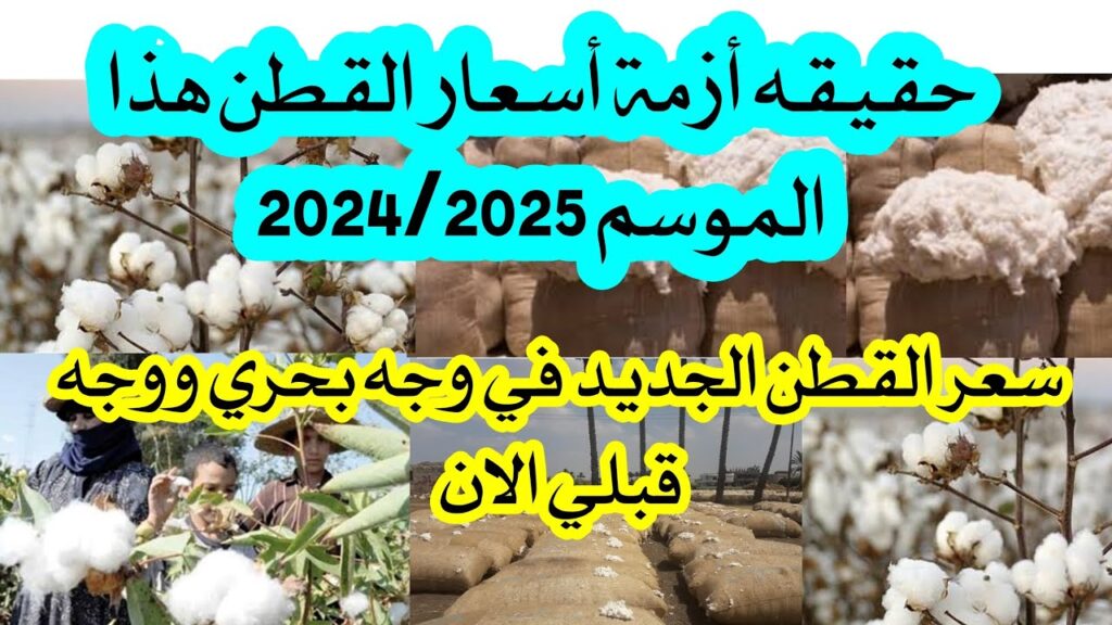 يا فرحة الفلاح.. أسعار القطن اليوم في مصر الأحد 24 نوفمبر الوجه البحري والقبلي 2024