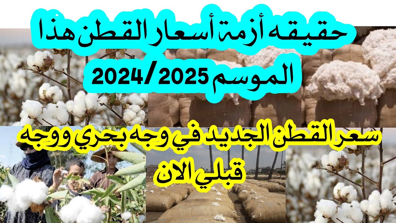 لحظة بلحظة.. أسعار القطن اليوم الأربعاء 27 نوفمبر في مصر وموعد المزادات الوجه القبلي والبحري 2024